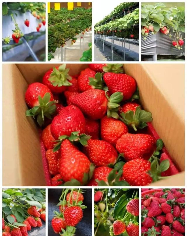 草莓的種植技術圖解（草莓無土栽培種植技術）1