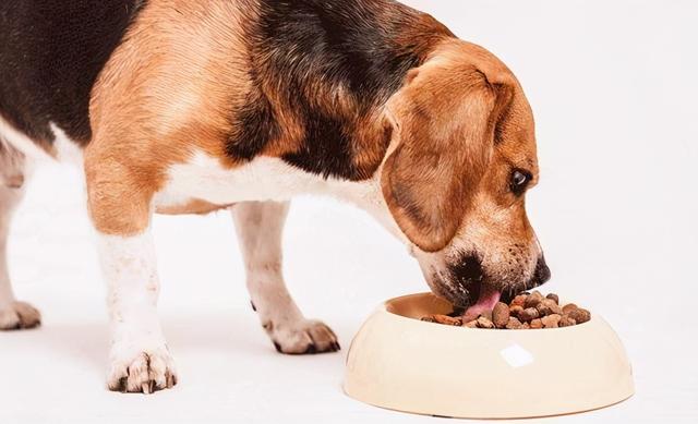 這5個你常做的事正危害狗狗健康（這幾種蔬菜最害狗）9
