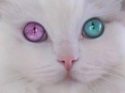 貓咪的眼睛為什麼會有淚水呢（貓咪眼睛的秘密）4