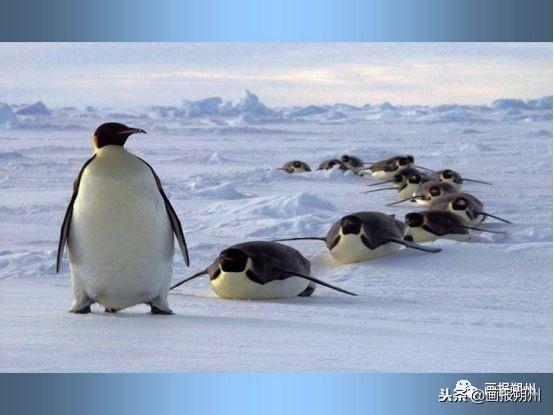 過冬必備的10種動物（關注冬天到了野外的動物是怎麼過冬的呢）21