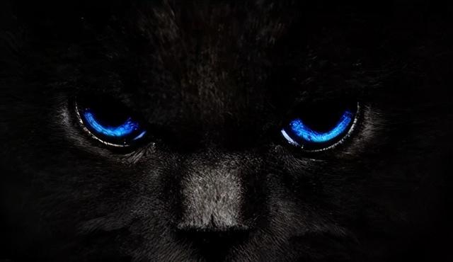貓咪的眼睛為什麼會有淚水呢（貓咪眼睛的秘密）6