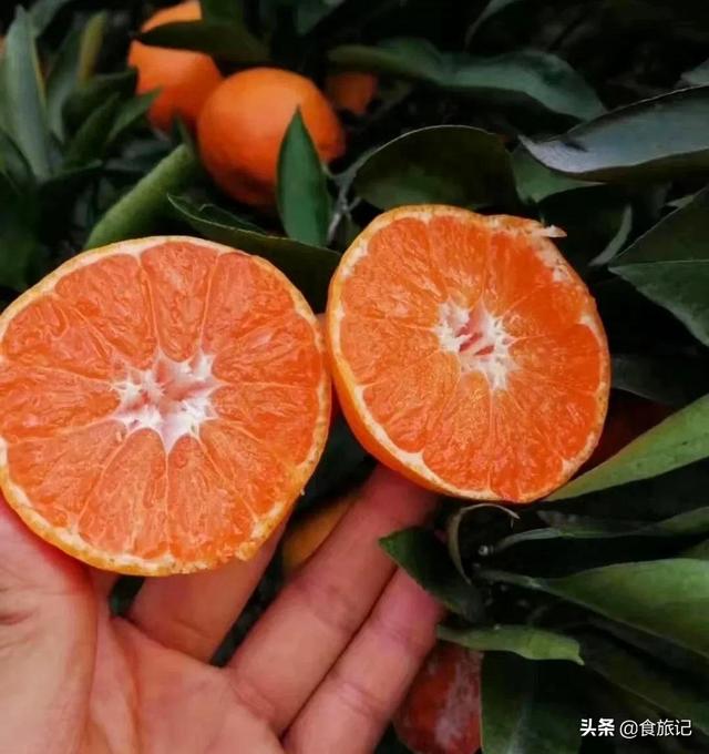 如何選到又甜又好吃的橘子（好吃到哭的流蜜爆汁橘子）10