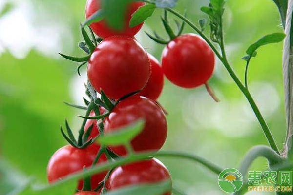 西紅柿的栽培技術要點（西紅柿的高産種植技術要點及注意事項）3
