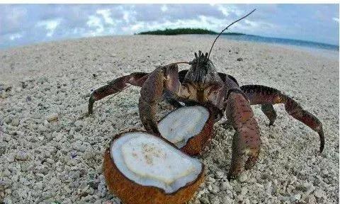 世界上最大椰子蟹（海洋之大椰子蟹最奇葩）10