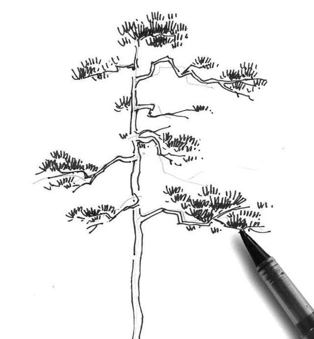 速寫植物臨摹圖簡單（植物速寫很難畫）3
