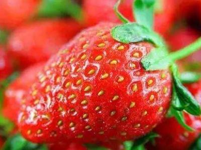 草莓的種植方法和管理技能（草莓種植技術及日常管理）2