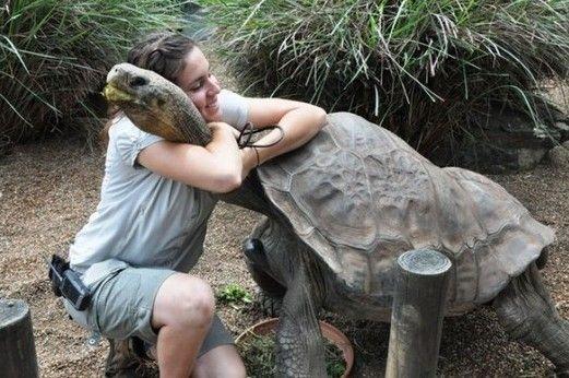 亞洲巨龜多久能長到50斤（象龜體重可達600多斤）4