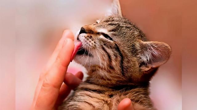 貓咪為什麼會突然舔你（就是暗示你這些事）1