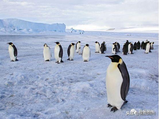 過冬必備的10種動物（關注冬天到了野外的動物是怎麼過冬的呢）9