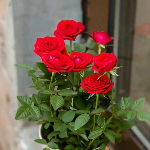 種玫瑰花多久才能施肥（家庭種植怎樣才能種出好的玫瑰花呢）5