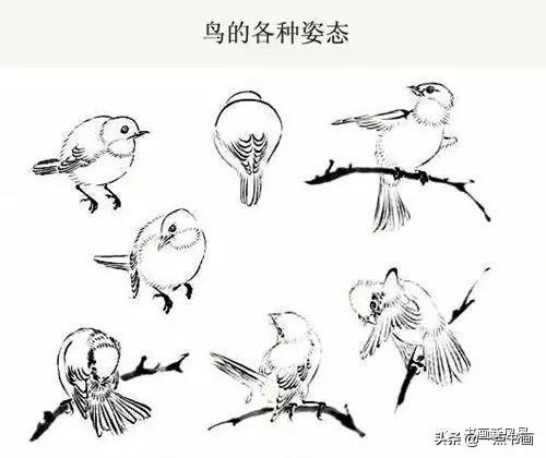 國畫飛翔的小鳥的畫法（國畫教程鳥兒的各種姿勢畫法）20
