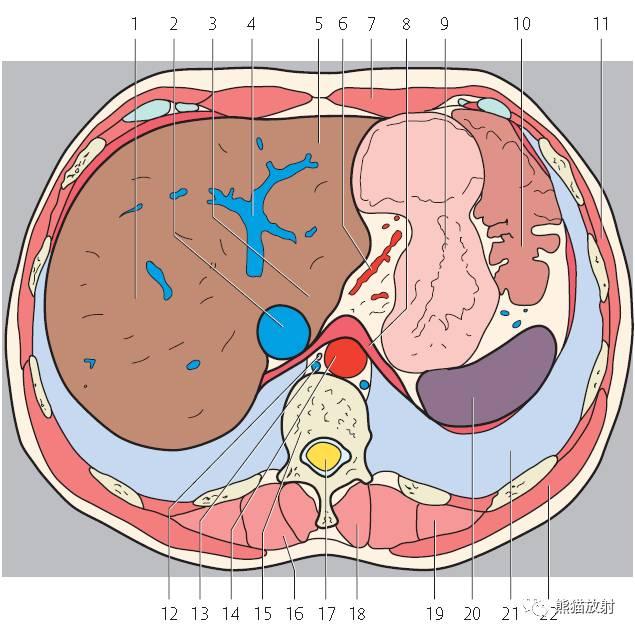 肝總管ct解剖位置（收藏上腹部CT斷層）12