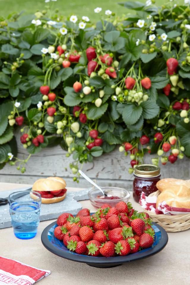 适合家庭種的草莓品種（5種真正的家庭盆栽草莓品種）17