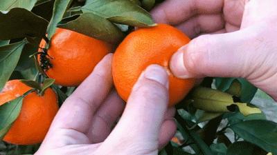 如何選到又甜又好吃的橘子（好吃到哭的流蜜爆汁橘子）23
