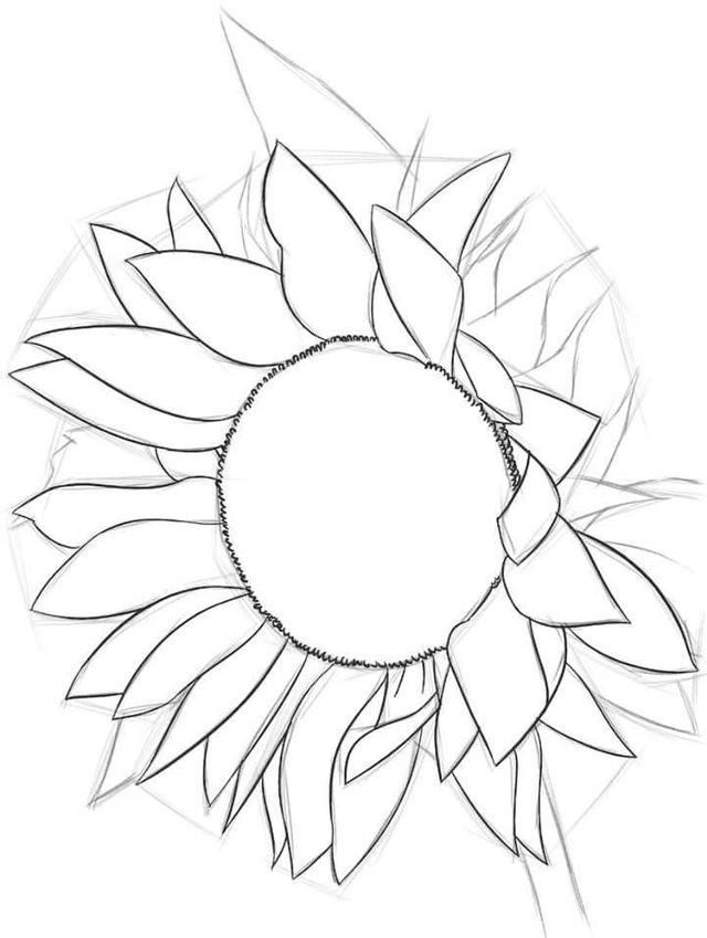 超簡單簡筆畫向日葵的畫法（适合零基礎學習的鋼筆畫向日葵畫法）11