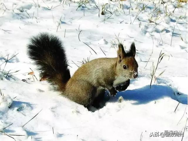 過冬必備的10種動物（關注冬天到了野外的動物是怎麼過冬的呢）38