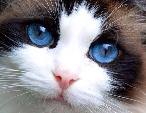貓咪的眼睛為什麼會有淚水呢（貓咪眼睛的秘密）3