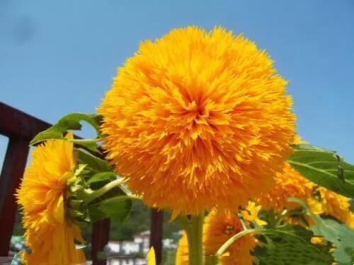 重瓣太陽花的類型（重瓣向日葵欣賞）10