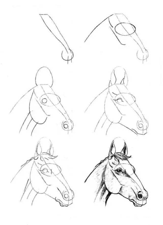 怎麼畫馬最簡單最好看帥氣（幹貨不會畫馬教你40種馬的結構畫法）1