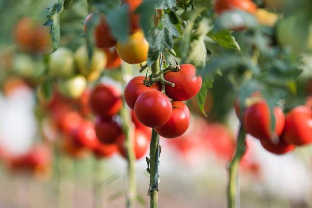 一棵番茄怎麼種植盆栽（适合盆栽的番茄有哪些）5