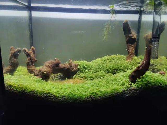 海藻種子可以當水草種嗎（我感覺我被騙了）3