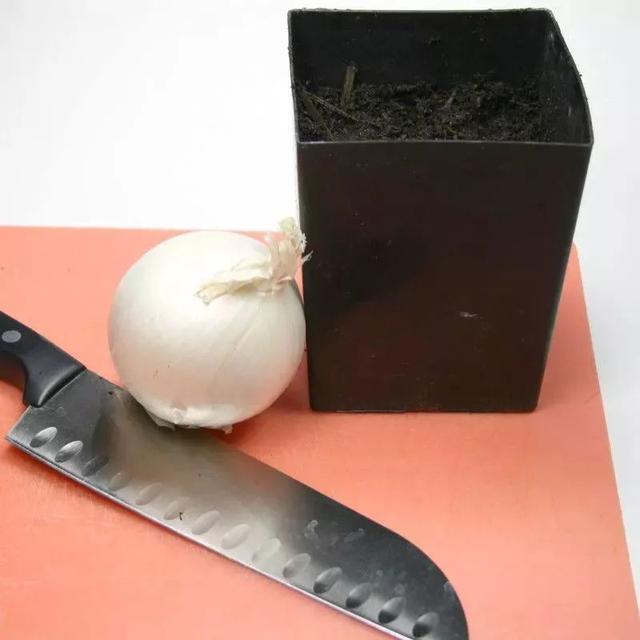 怎樣用一顆洋蔥頭來種出洋蔥（洋蔥頭的根莖底部切下來一小塊）1