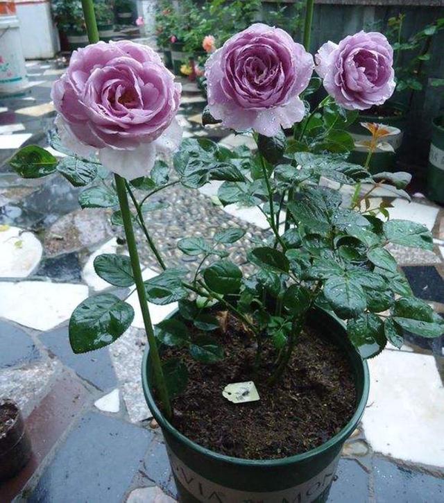 種玫瑰花多久才能施肥（家庭種植怎樣才能種出好的玫瑰花呢）4