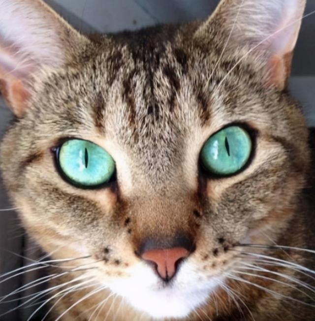貓咪的眼睛為什麼會有淚水呢（貓咪眼睛的秘密）2