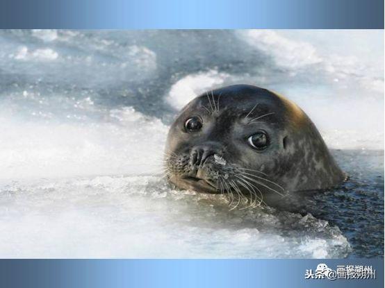 過冬必備的10種動物（關注冬天到了野外的動物是怎麼過冬的呢）20