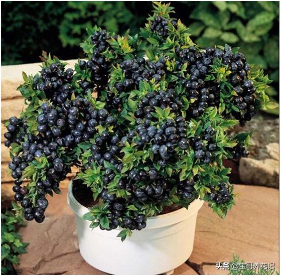 藍莓的種植養護和管理（如何将藍莓種植及養護到最好狀态）3