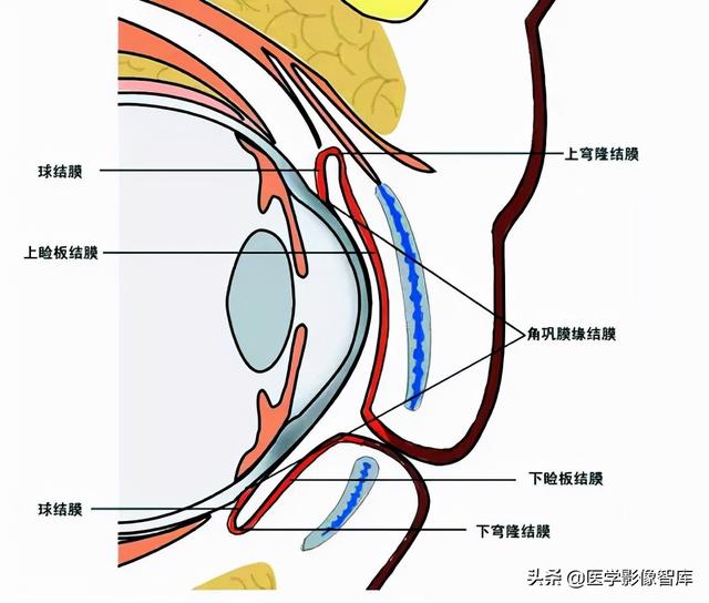 ct與mri斷層解剖學袖珍圖譜電子版（眼眶MRI斷層解剖速查圖譜）21