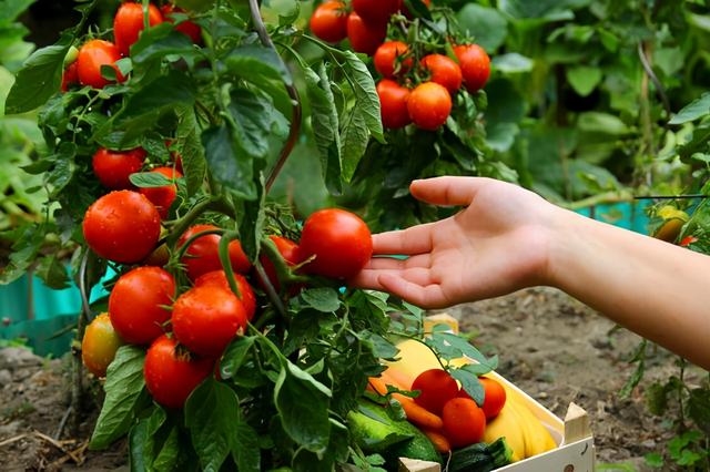 一棵番茄怎麼種植盆栽（适合盆栽的番茄有哪些）3
