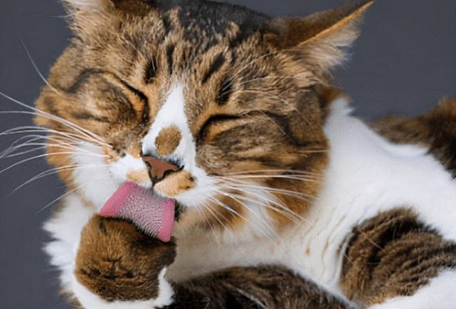 6個月貓咪嘔吐沒消化的貓糧怎麼辦（貓咪嘔吐沒消化的貓糧）3