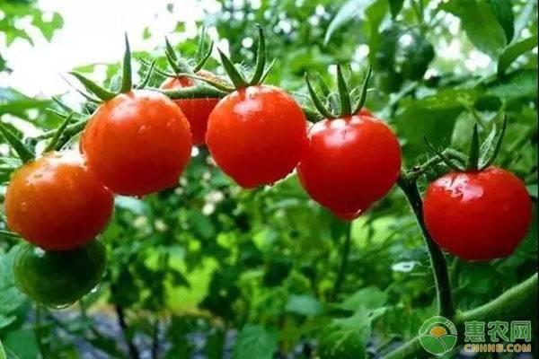 西紅柿的栽培技術要點（西紅柿的高産種植技術要點及注意事項）1