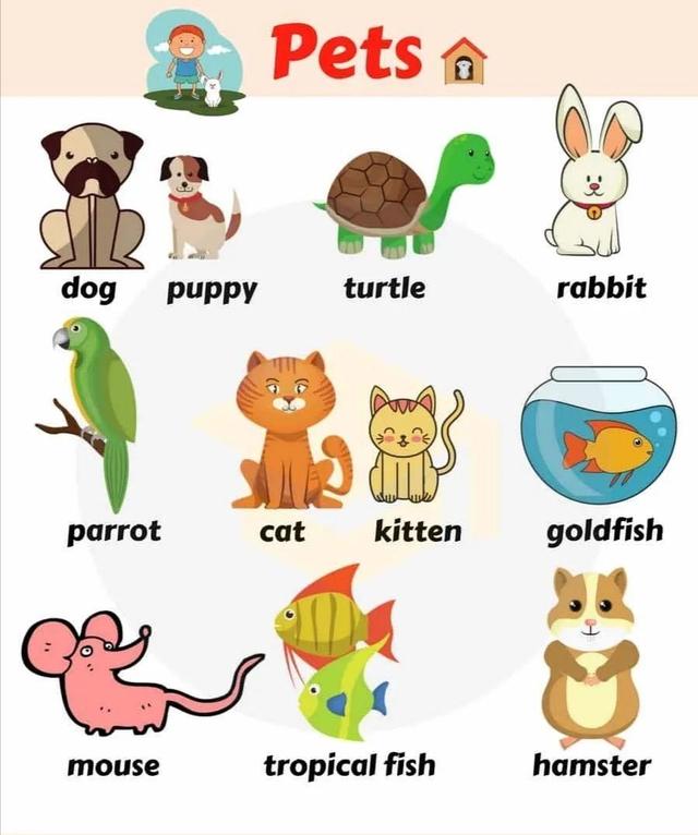 寵物英文是什麼樣的（一圖帶你認識常見寵物英文用法）1