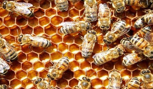 蜜蜂是如何采蜜制成蜂蜜的（蜜蜂是怎麼采蜜的）2