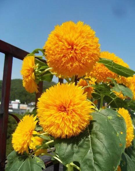 重瓣太陽花的類型（重瓣向日葵欣賞）11