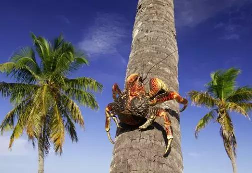 世界上最大椰子蟹（海洋之大椰子蟹最奇葩）8
