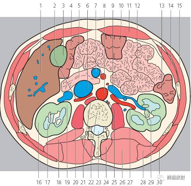 肝總管ct解剖位置（收藏上腹部CT斷層）37