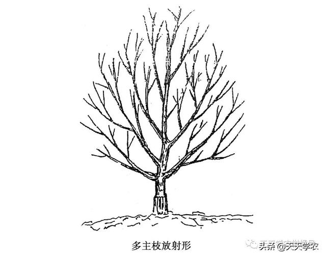 果樹冬剪基本技術（果樹冬剪時間到）5