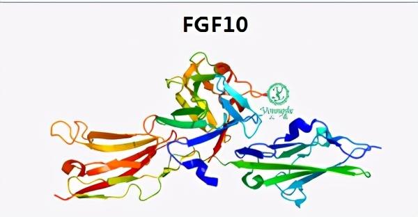 肽和氫鍵的關系（寡肽-5和KGF-2是什麼）1