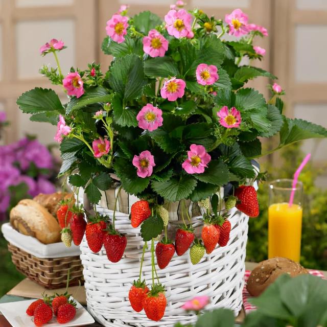 适合家庭種的草莓品種（5種真正的家庭盆栽草莓品種）2