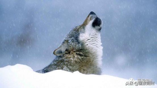 過冬必備的10種動物（關注冬天到了野外的動物是怎麼過冬的呢）8