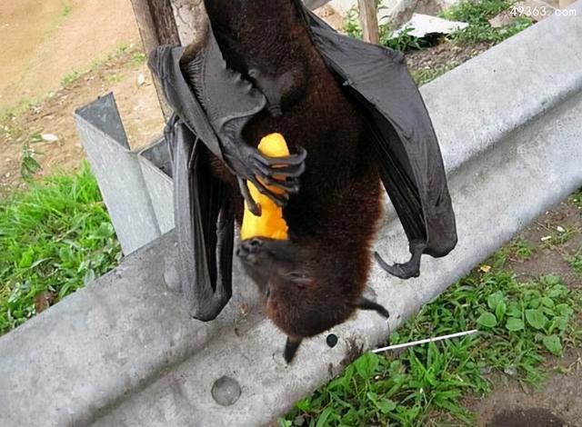 世界最大的蝙蝠是哪種（世界最大蝙蝠狐蝠幾年之内走向滅絕）2