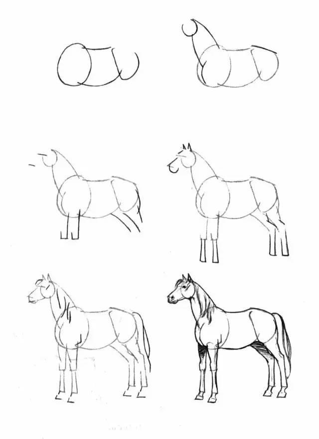 怎麼畫馬最簡單最好看帥氣（幹貨不會畫馬教你40種馬的結構畫法）14