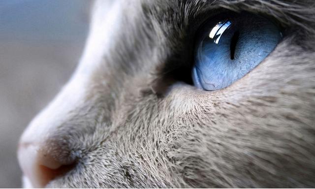 貓咪的眼睛為什麼會有淚水呢（貓咪眼睛的秘密）1