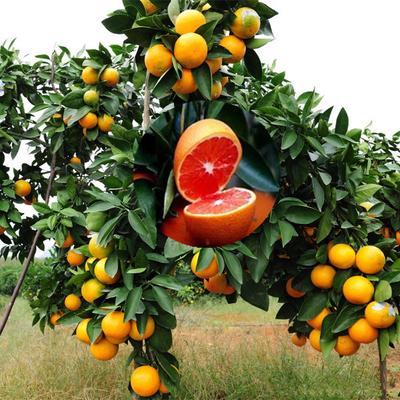 柑橘樹大小年修剪技術（柑橘樹七大整形修剪手段）4