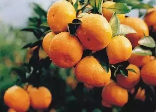 什麼時候橘子長大了但沒有成熟（秋季是橘子上市的季節）3