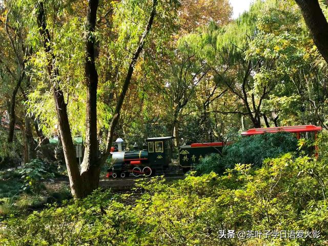 上海共青森林公園有什麼項目玩（強烈推薦-上海共青國家森林公園-超級适合散心遊玩以及睡覺）15