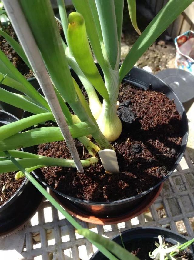 怎樣用一顆洋蔥頭來種出洋蔥（洋蔥頭的根莖底部切下來一小塊）6